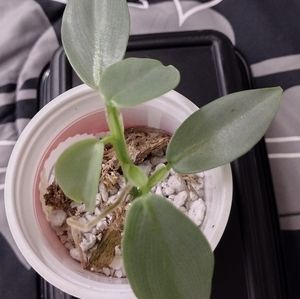 Silver Sword Philodendron #3 (3in.pot)